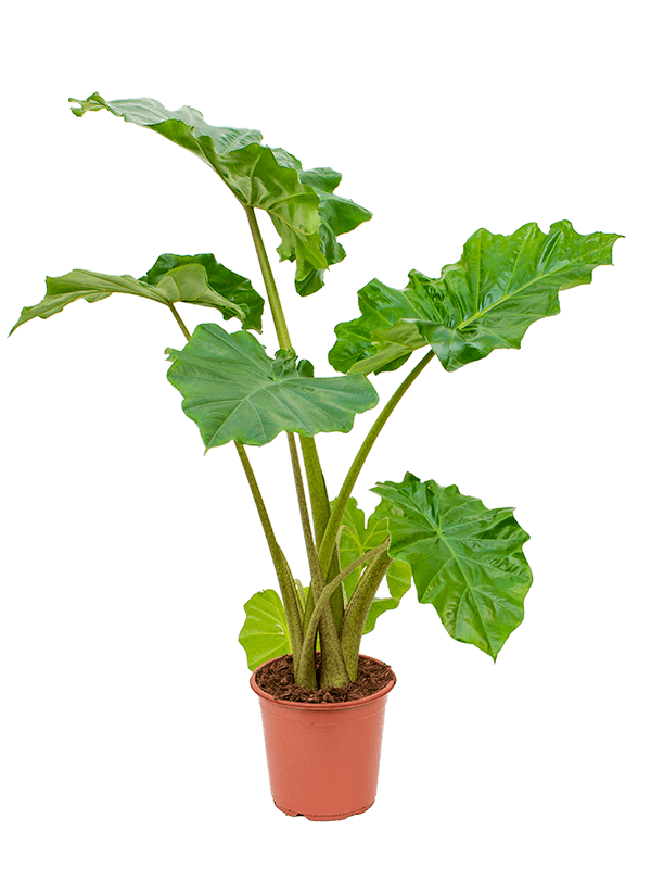 Planta naturala de interior Tuft D60xH80cm Alocasia 'Portodora' PS21/19cm in pamant