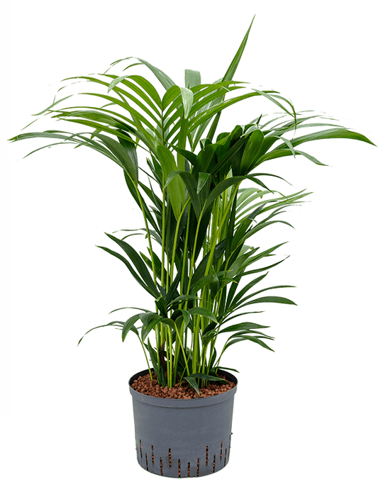 Planta naturala de interior Tuft D60xH80cm Kentia (Howea) forsteriana P25/19cm in hidrogranule