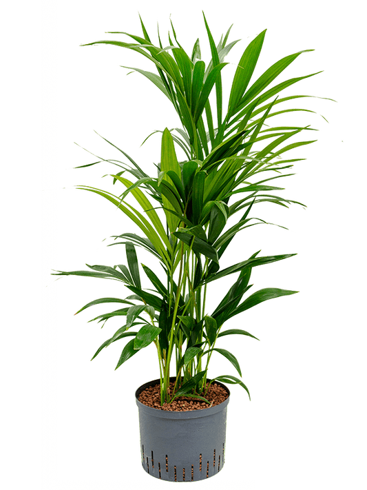 Planta naturala de interior Tuft D65xH100cm Kentia (Howea) forsteriana P25/19cm in hidrogranule