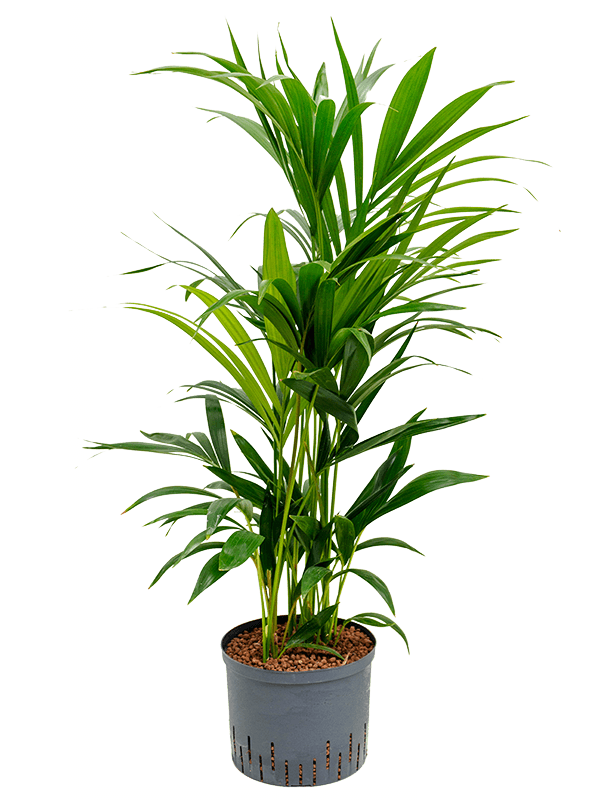 Planta naturala de interior Tuft D65xH100cm Kentia (Howea) forsteriana P25/19cm in hidrogranule