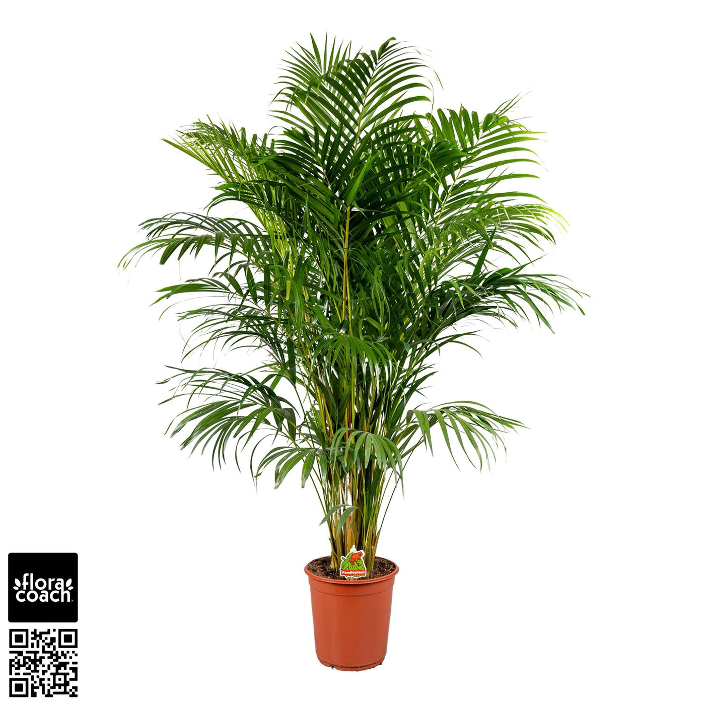 Planta naturala de interior Tuft D65xH140cm Dypsis (Areca) lutescens P24cm in pamant