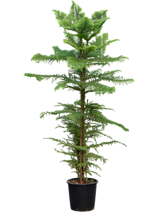 Planta naturala de interior Tuft D65xH180cm Araucaria heterophylla PS30/27cm in pamant