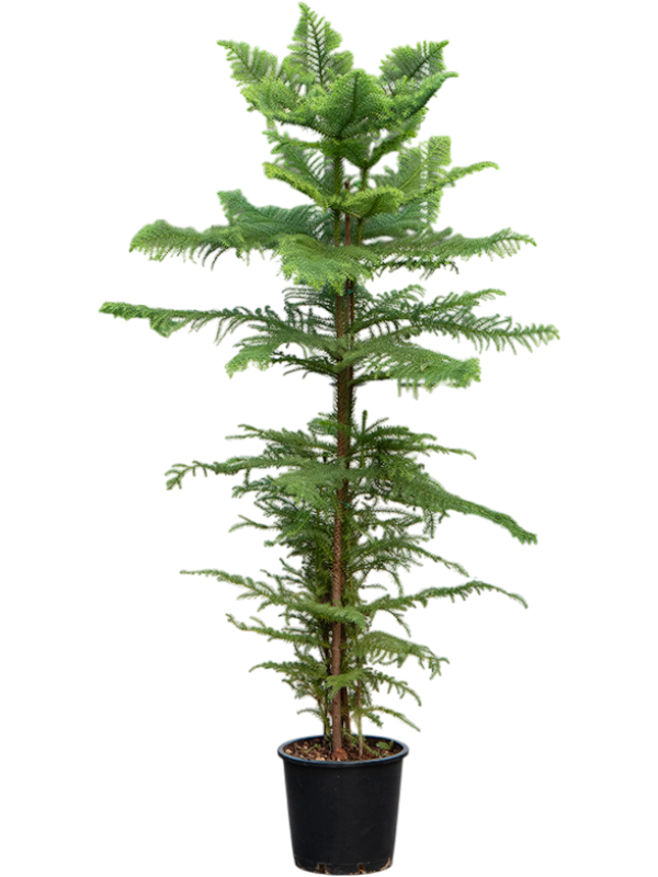 Planta naturala de interior Tuft D65xH180cm Araucaria heterophylla PS30/27cm in pamant