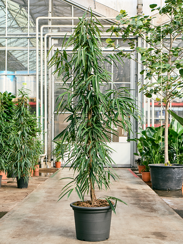 Planta naturala de interior Tuft D65xH240cm Ficus binnendijkii 'Alii' PS45/35cm in pamant