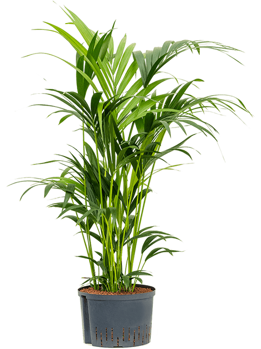 Planta naturala de interior Tuft D70xH100cm Kentia (Howea) forsteriana P28/19cm in hidrogranule