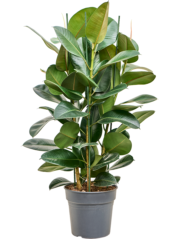 Planta naturala de interior Tuft D70xH110cm Ficus elastica 'Robusta' PS30/27cm in pamant