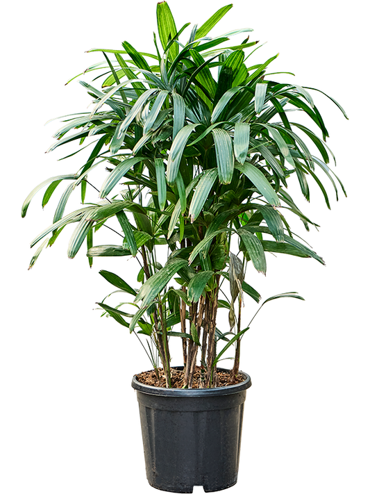 Planta naturala de interior Tuft D70xH110cm Rhapis excelsa PS27/23cm in pamant