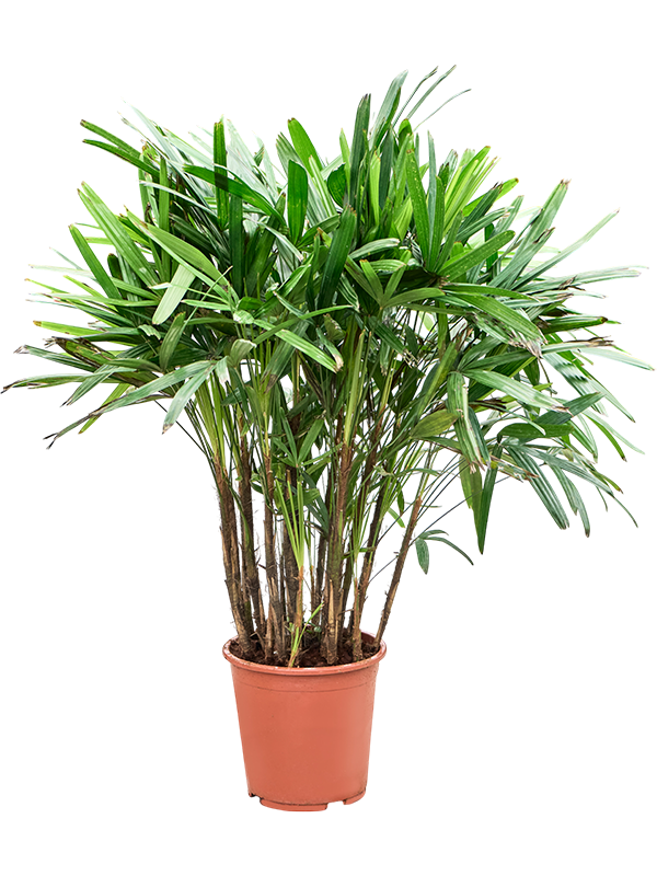 Planta naturala de interior Tuft D70xH110cm Rhapis excelsa PS27/26cm in pamant