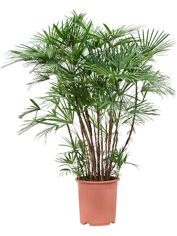 Planta naturala de interior Tuft D70xH110cm Rhapis humilis (110-120) PS27/25cm in pamant