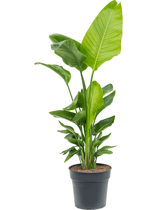 Planta naturala de interior Tuft D70xH120cm Strelitzia nicolai (120-160) PS30/27cm in pamant