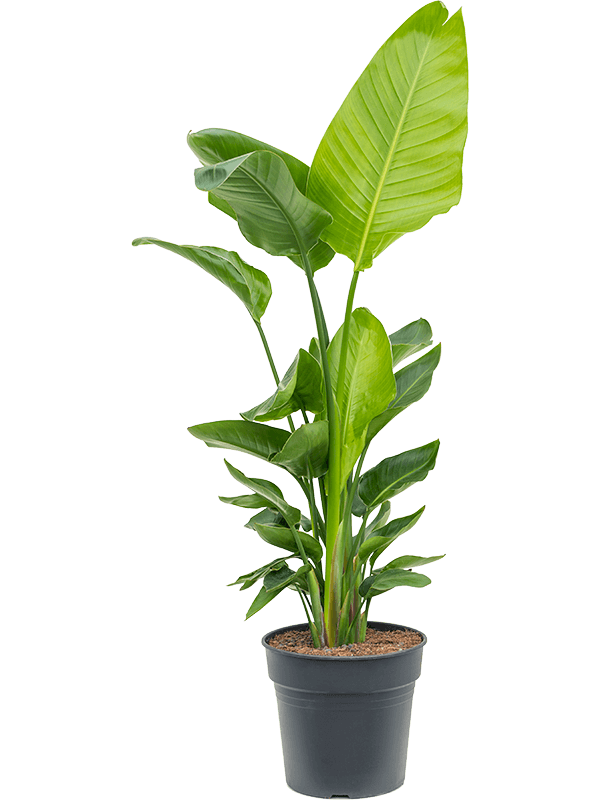 Planta naturala de interior Tuft D70xH120cm Strelitzia nicolai (120-160) PS30/27cm in pamant