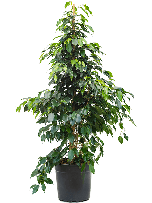 Planta naturala de interior Tuft D70xH130cm Ficus benjamina 'Danielle' PS27/24cm in pamant