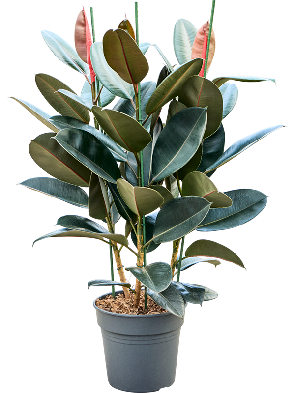Planta naturala de interior Tuft D70xH130cm Ficus elastica 'Abidjan' PS30/27cm in pamant
