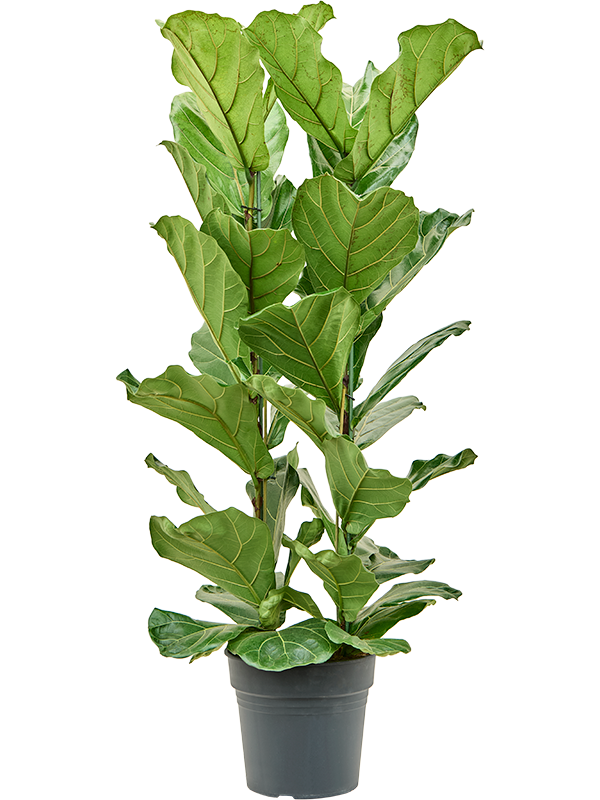Planta naturala de interior Tuft D70xH130cm Ficus lyrata PS30/27cm in pamant