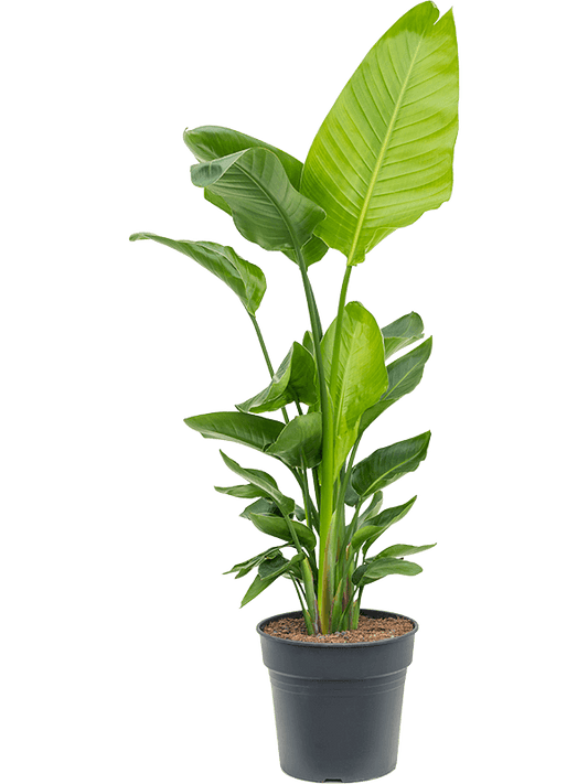 Planta naturala de interior Tuft D70xH130cm Strelitzia nicolai PS30/27cm in pamant