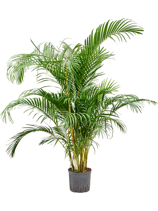 Planta naturala de interior Tuft D70xH140cm Dypsis (Areca) lutescens P22/19cm in hidrogranule