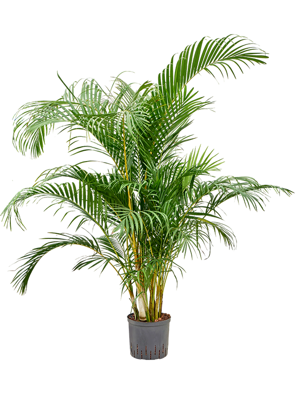 Planta naturala de interior Tuft D70xH140cm Dypsis (Areca) lutescens P22/19cm in hidrogranule