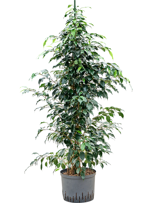 Planta naturala de interior Tuft D70xH140cm Ficus benjamina 'Danielle' P25/19cm in hidrogranule