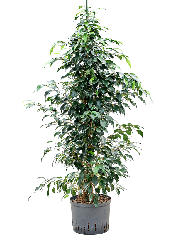 Planta naturala de interior Tuft D70xH150cm Ficus benjamina 'Danielle' P25/19cm in hidrogranule