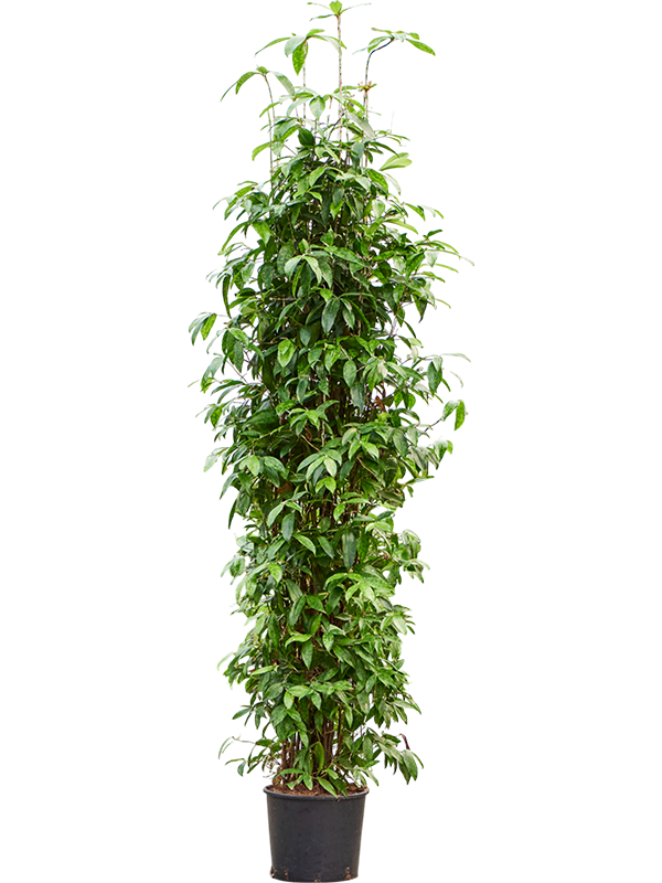 Planta naturala de interior Tuft D70xH220cm Dracaena surculosa PS30/26cm in pamant