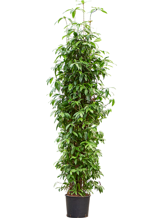 Planta naturala de interior Tuft D70xH260cm Dracaena surculosa PS30/26cm in pamant