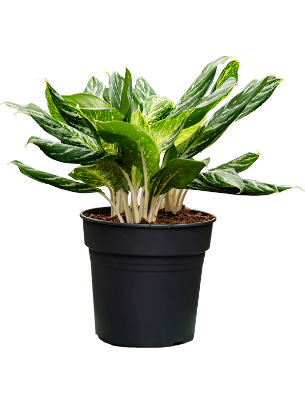 Planta naturala de interior Tuft D70xH70cm Aglaonema 'Madonna' PS27/25cm in pamant