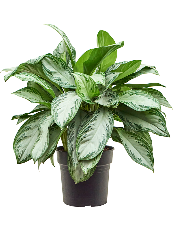 Planta naturala de interior Tuft D70xH70cm Aglaonema 'Silver Bay' PS27/25cm in pamant