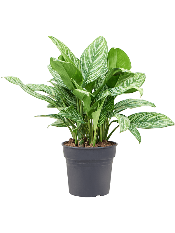 Planta naturala de interior Tuft D70xH70cm Aglaonema 'Stripes' PS27/25cm in pamant