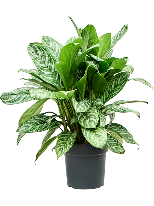 Planta naturala de interior Tuft D70xH80cm Aglaonema 'Stripes' PS27/25cm in pamant