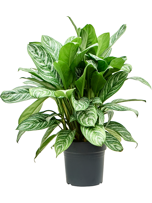 Planta naturala de interior Tuft D70xH80cm Aglaonema 'Stripes' PS27/25cm in pamant