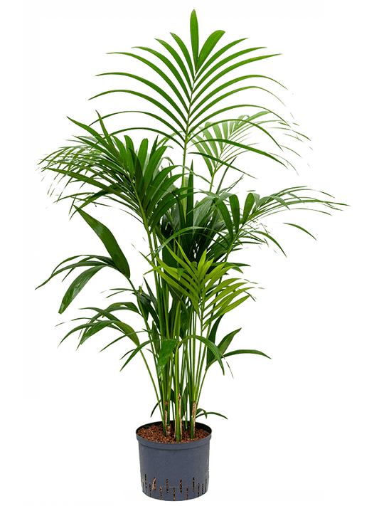 Planta naturala de interior Tuft D75xH120cm Kentia (Howea) forsteriana P25/19cm in hidrogranule