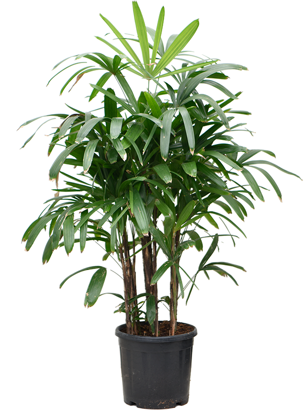Planta naturala de interior Tuft D75xH130cm Rhapis excelsa PS36/31cm in pamant