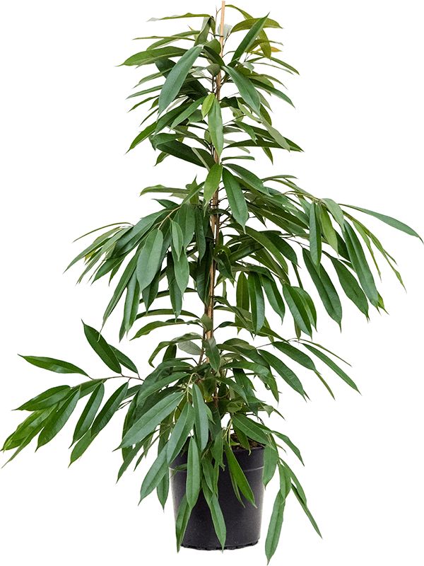 Planta naturala de interior Tuft D75xH140cm Ficus binnendijkii 'Amstel King' PS27/25cm in pamant