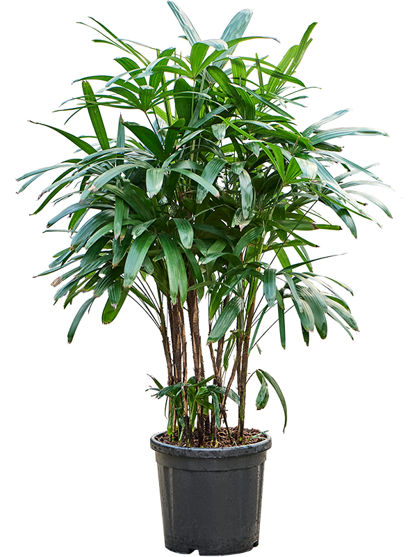 Planta naturala de interior Tuft D75xH140cm Rhapis excelsa PS30/27cm in pamant