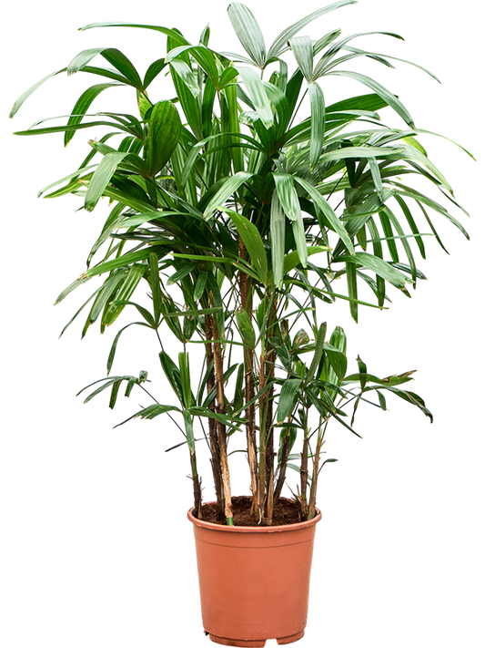 Planta naturala de interior Tuft D80xH110cm Rhapis excelsa PS24/22cm in pamant