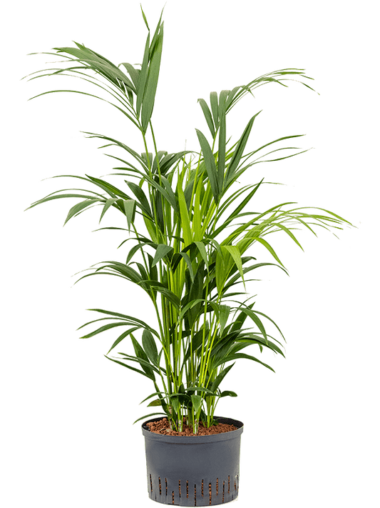 Planta naturala de interior Tuft D80xH120cm Kentia (Howea) forsteriana P28/19cm in hidrogranule