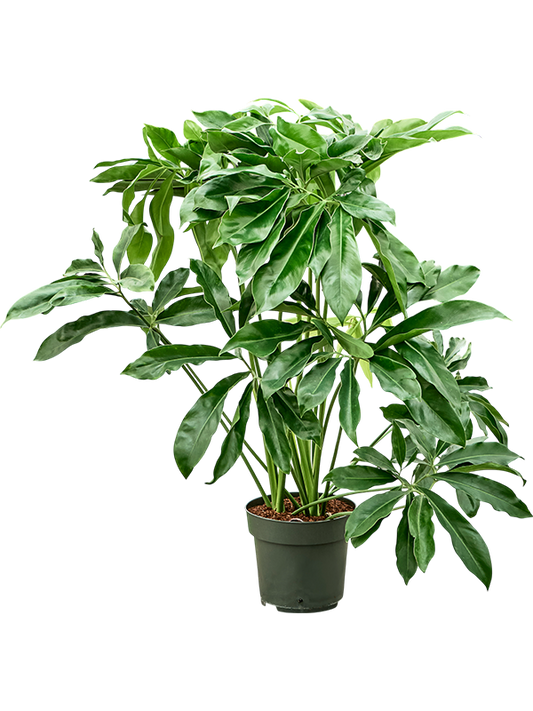 Planta naturala de interior Tuft D80xH120cm Philodendron 'Fun Bun' PS27/24cm in pamant