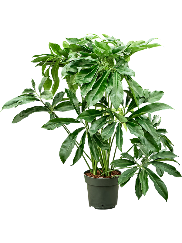 Planta naturala de interior Tuft D80xH120cm Philodendron 'Fun Bun' PS27/24cm in pamant