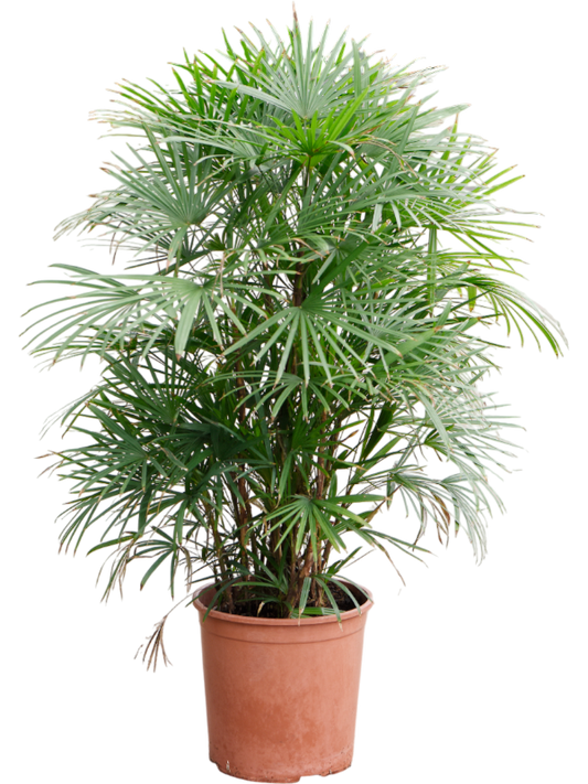 Planta naturala de interior Tuft D80xH120cm Rhapis multifida PS30/27cm in pamant