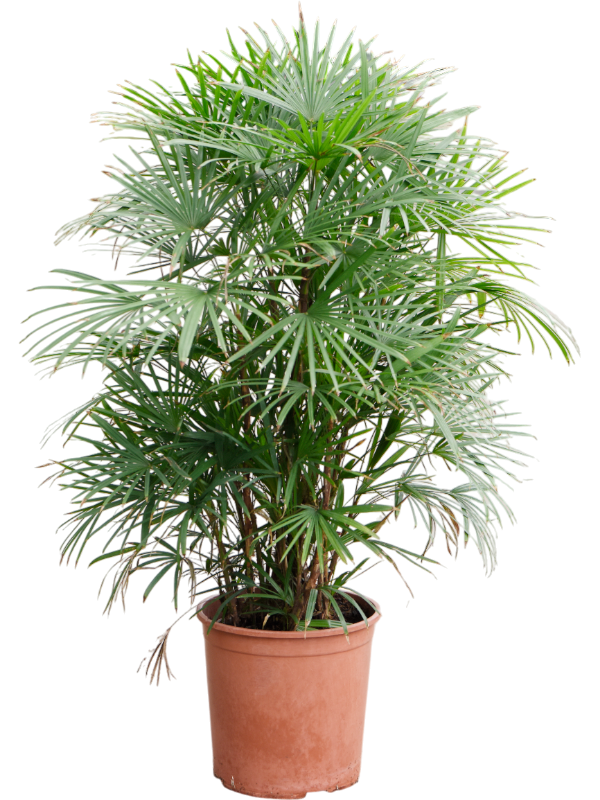 Planta naturala de interior Tuft D80xH120cm Rhapis multifida PS30/27cm in pamant