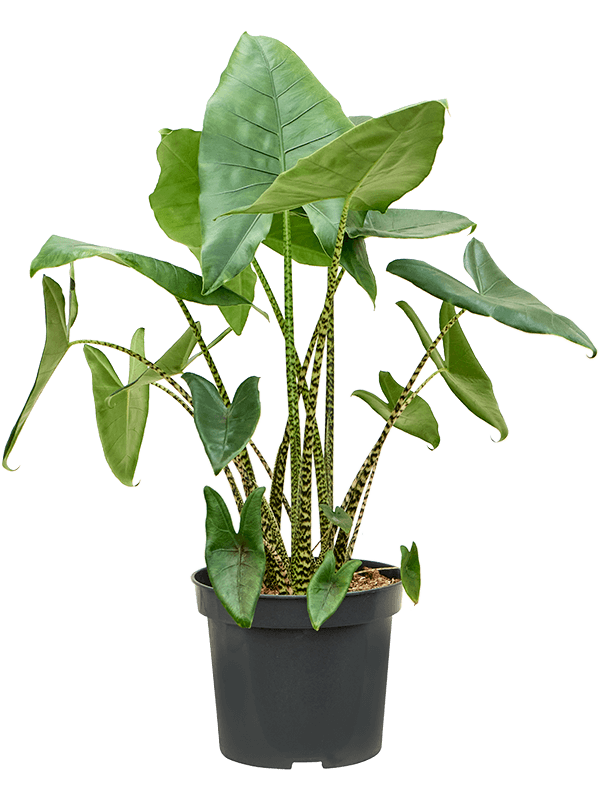 Planta naturala de interior Tuft D80xH130cm Alocasia zebrina PS35/30cm in pamant