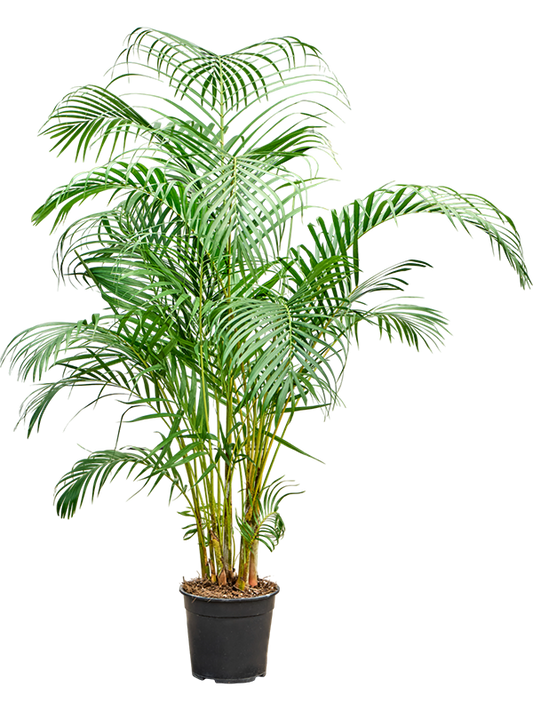 Planta naturala de interior Tuft D80xH130cm Dypsis (Areca) lutescens PS24/23cm in pamant