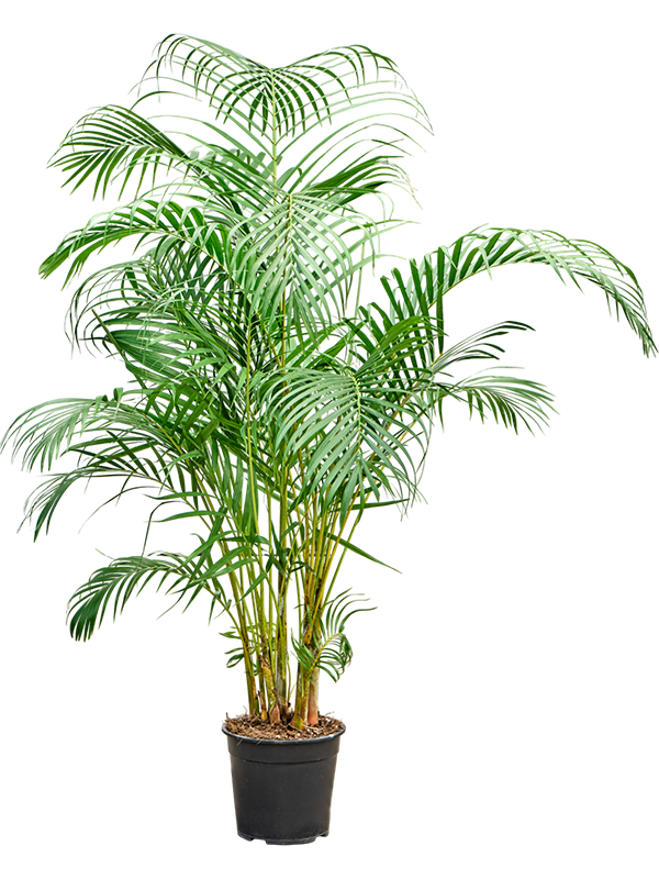 Planta naturala de interior Tuft D80xH130cm Dypsis (Areca) lutescens PS24/23cm in pamant