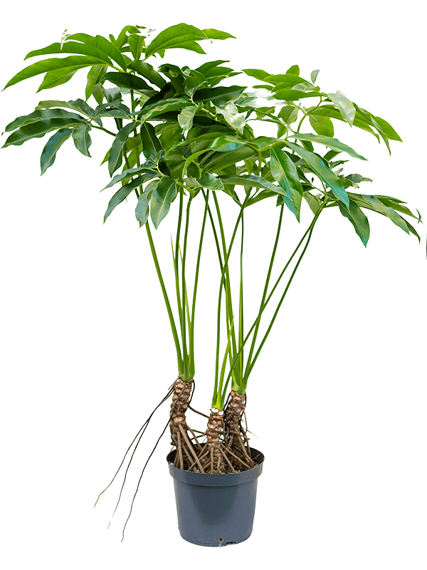 Planta naturala de interior Tuft D80xH130cm Philodendron 'Fun bun' PS30/24cm in pamant