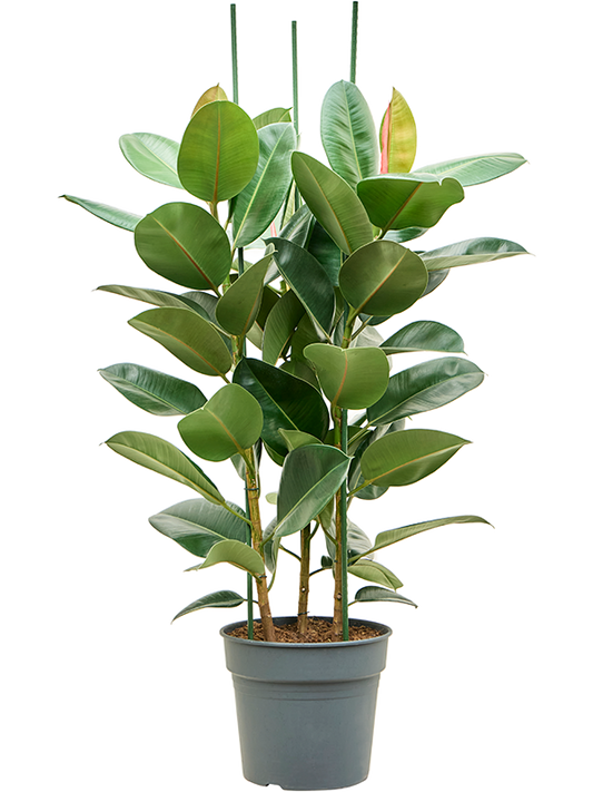 Planta naturala de interior Tuft D80xH140cm Ficus elastica 'Robusta' PS34/30cm in pamant