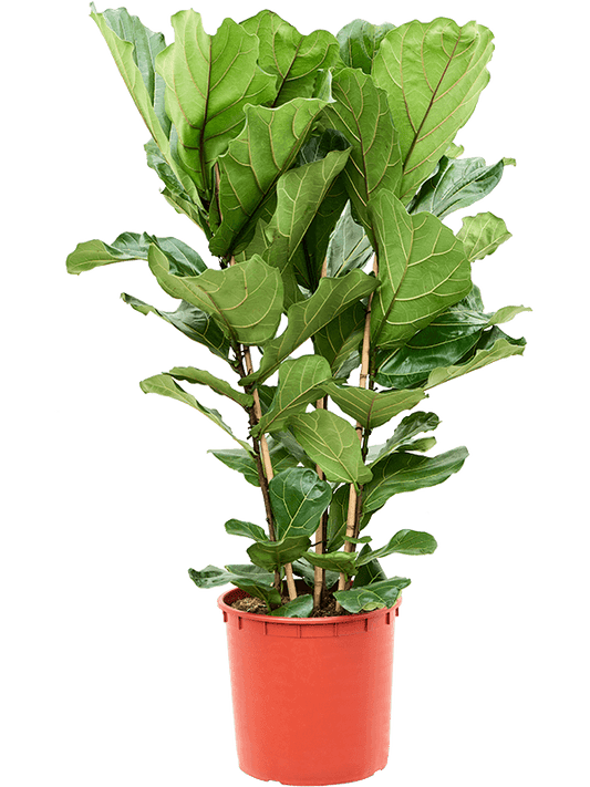 Planta naturala de interior Tuft D80xH140cm Ficus lyrata PS34/30cm in pamant