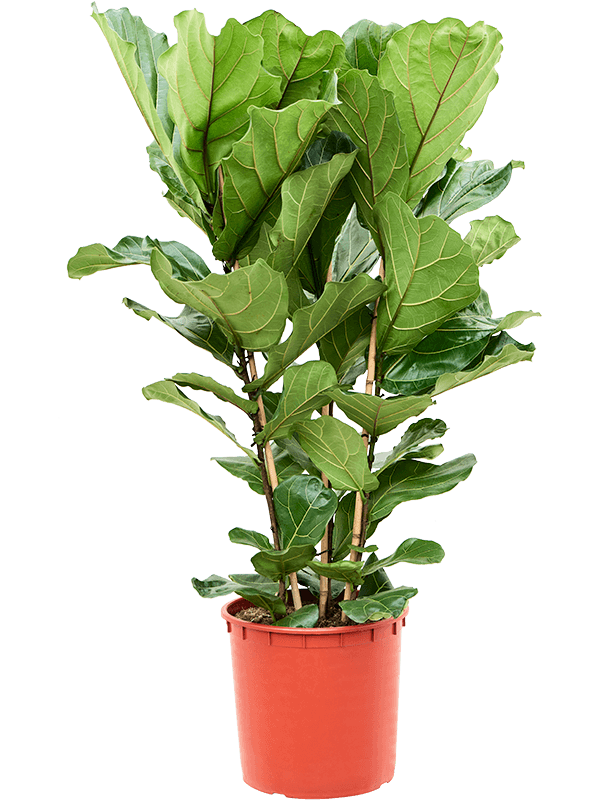 Planta naturala de interior Tuft D80xH140cm Ficus lyrata PS34/30cm in pamant