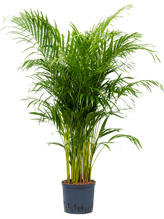 Planta naturala de interior Tuft D80xH150cm Dypsis (Areca) lutescens P22/19cm in hidrogranule