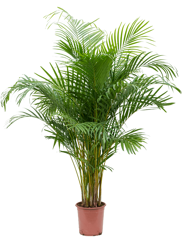 Planta naturala de interior Tuft D80xH160cm Dypsis (Areca) lutescens PS24/23cm in pamant