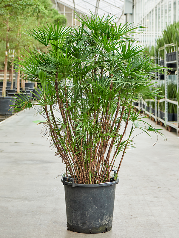 Planta naturala de interior Tuft D80xH160cm Rhapis humilis (150-180) PS40/28cm in pamant